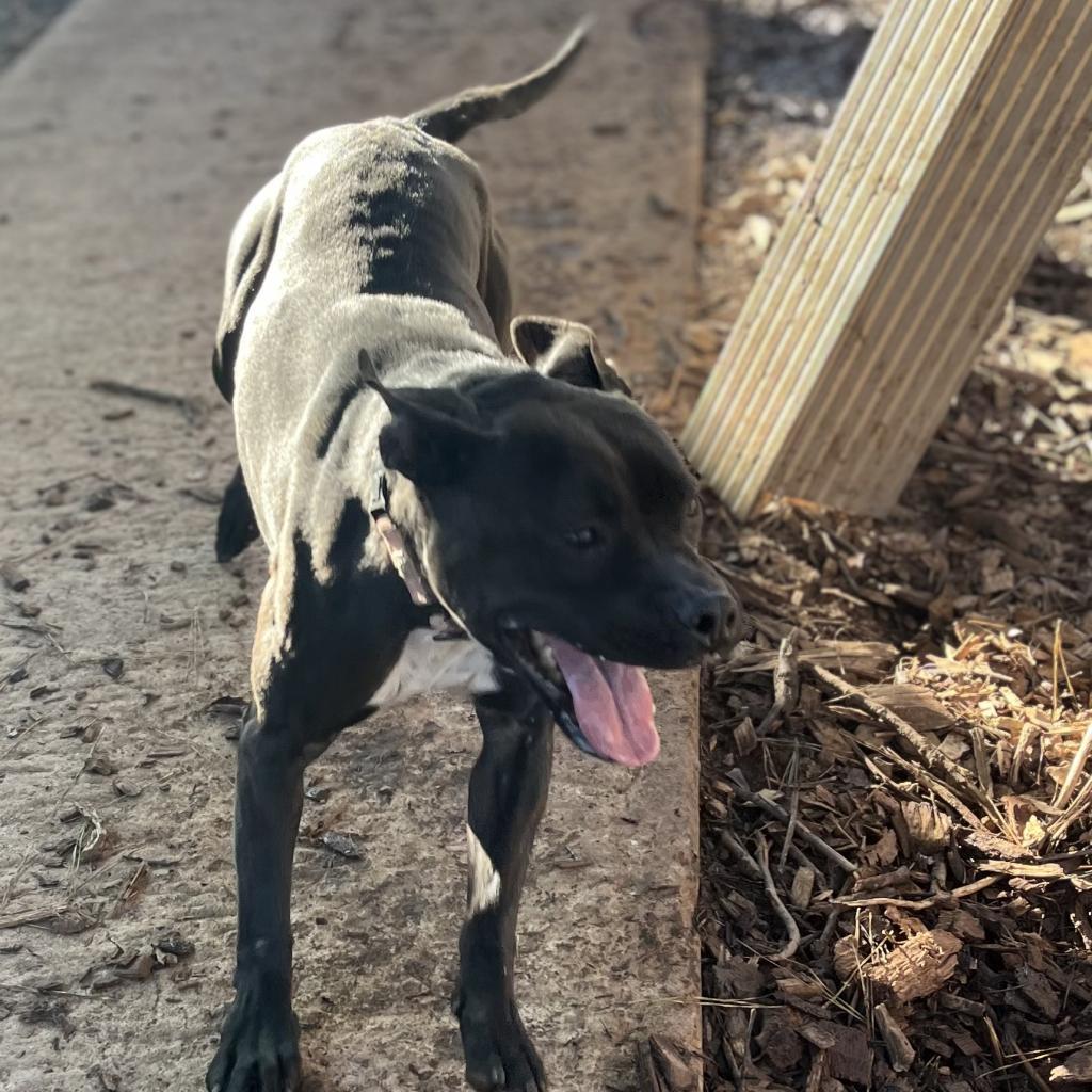 Tink (wheeler), Adoptable, Adult Female Pit Bull Terrier.