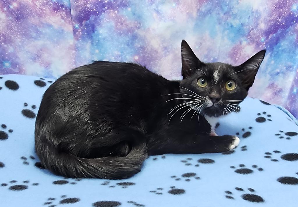 Moose, Adoptable, Kitten Male Domestic Short Hair.