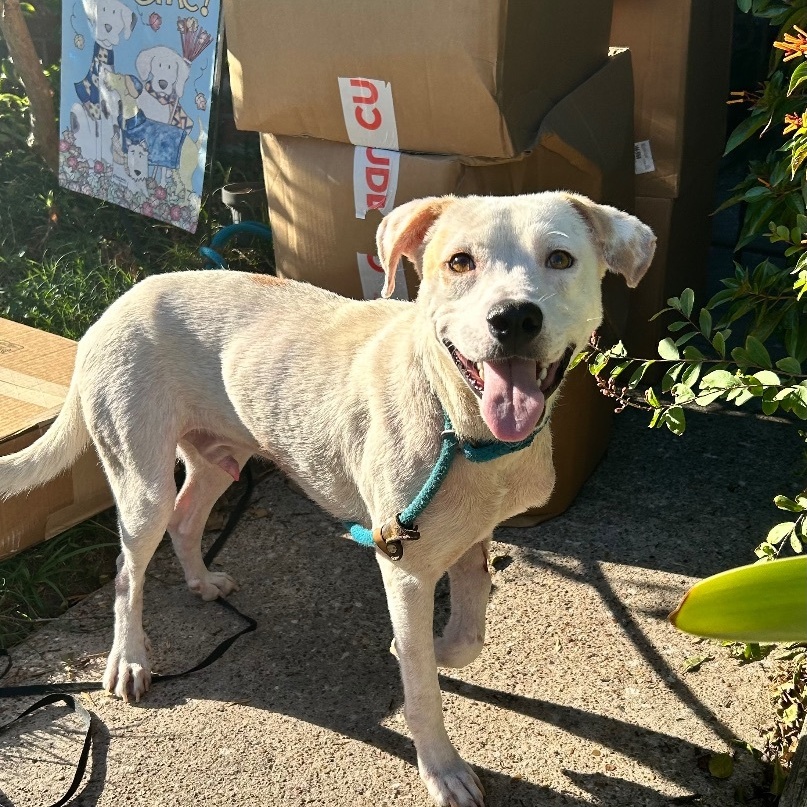 Enlarge Ricky, a Adoptable Labrador Retriever in Seattle, WA image 1/4