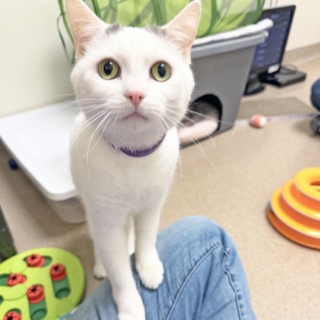 Kylo, Adoptable, Adult Male Domestic Short Hair.