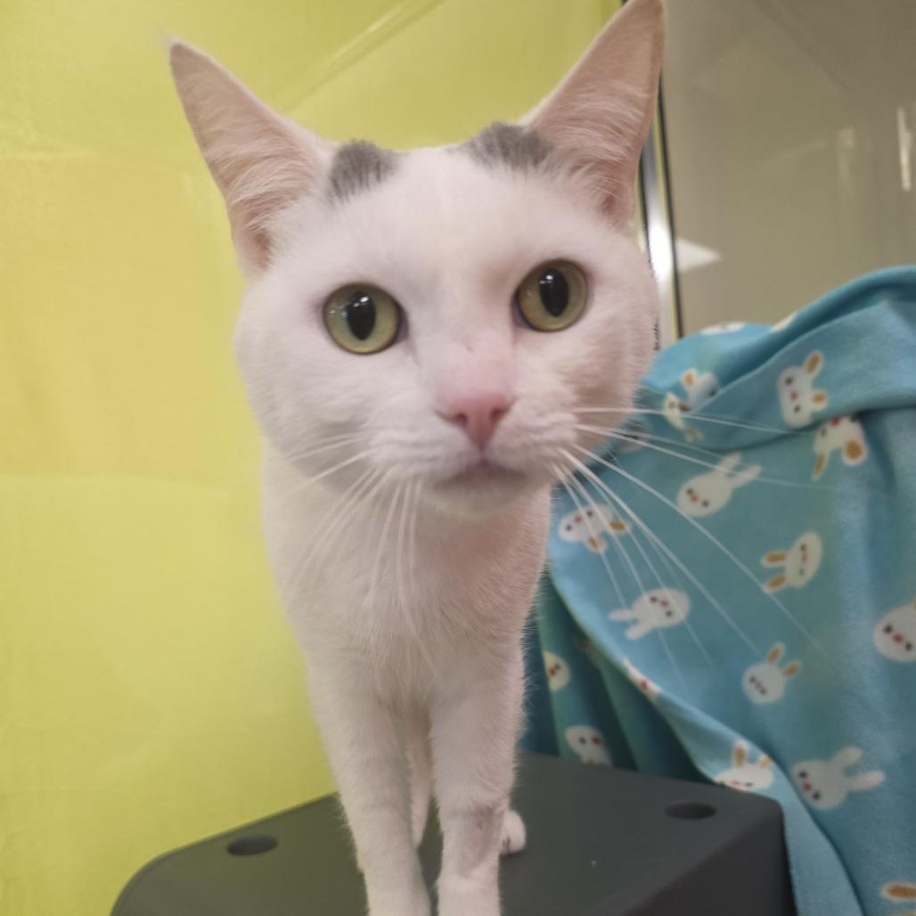 Kylo, Adoptable, Adult Male Domestic Short Hair.