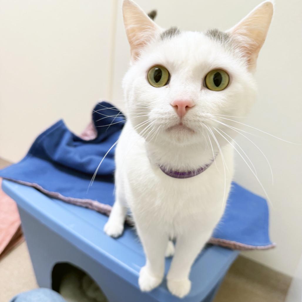 Enlarge Kylo, a Adoptable Domestic Short Hair in Oshkosh, WI image 3/5