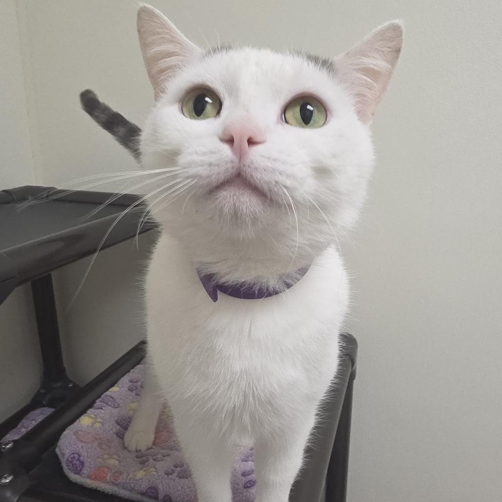 Kylo, a Adoptable Domestic Short Hair in Oshkosh, WI image 2/4