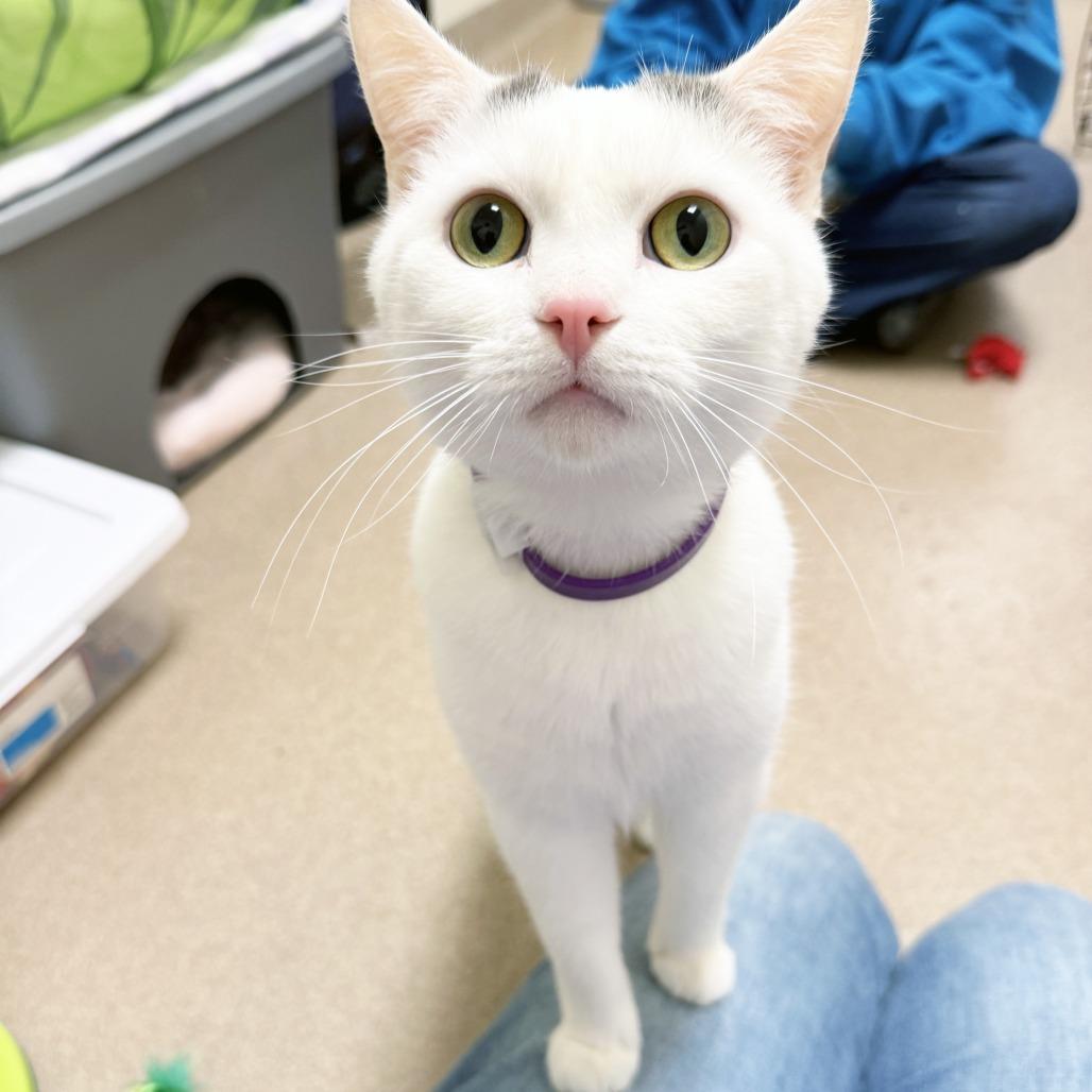 Enlarge Kylo, a Adoptable Domestic Short Hair in Oshkosh, WI image 4/5