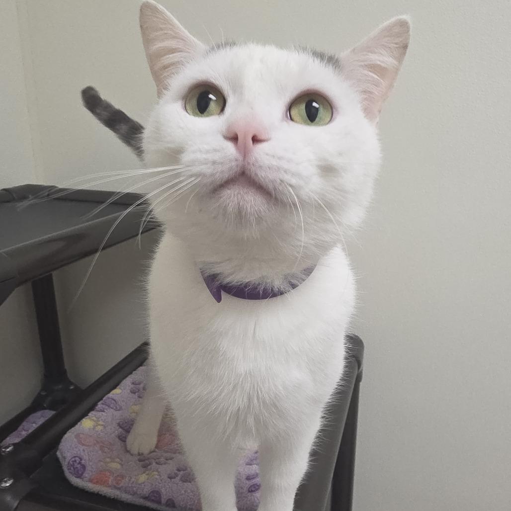 Kylo, a Adoptable Domestic Short Hair in Oshkosh, WI image 3/4