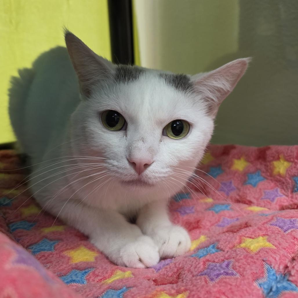 Kylo, a Adoptable Domestic Short Hair in Oshkosh, WI image 4/4