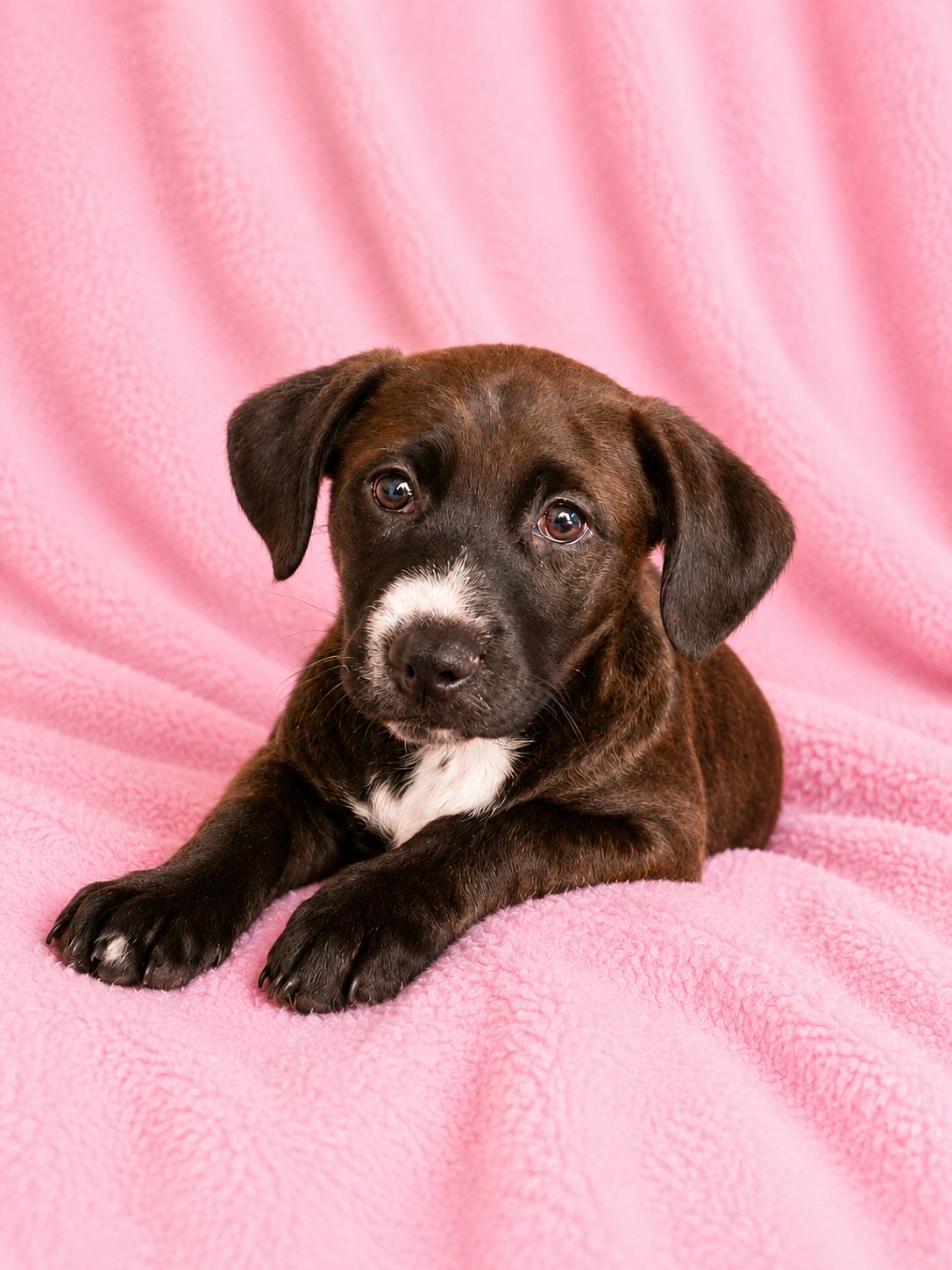 Enlarge Lynn, a Adoptable Labrador Retriever in Sanford, FL image 1/3