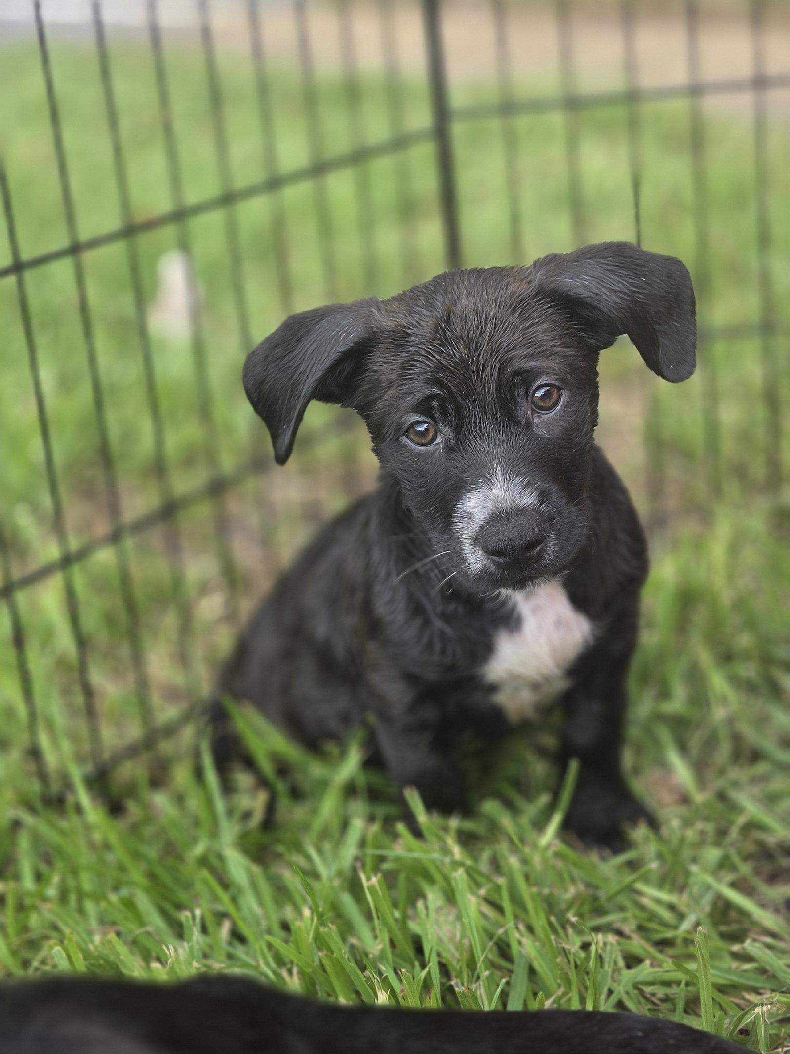 Enlarge Lynn, a Adoptable Labrador Retriever in Sanford, FL image 2/3