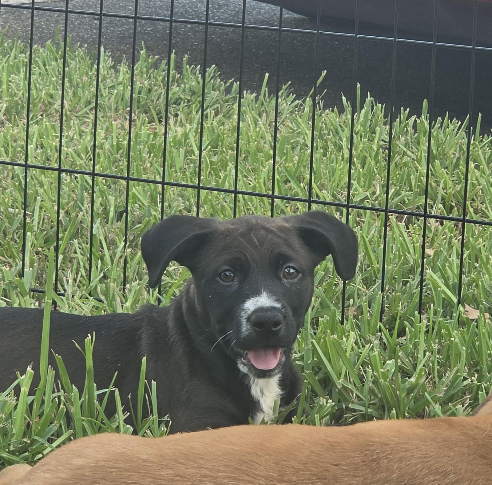 Enlarge Lynn, a Adoptable Labrador Retriever in Sanford, FL image 3/3