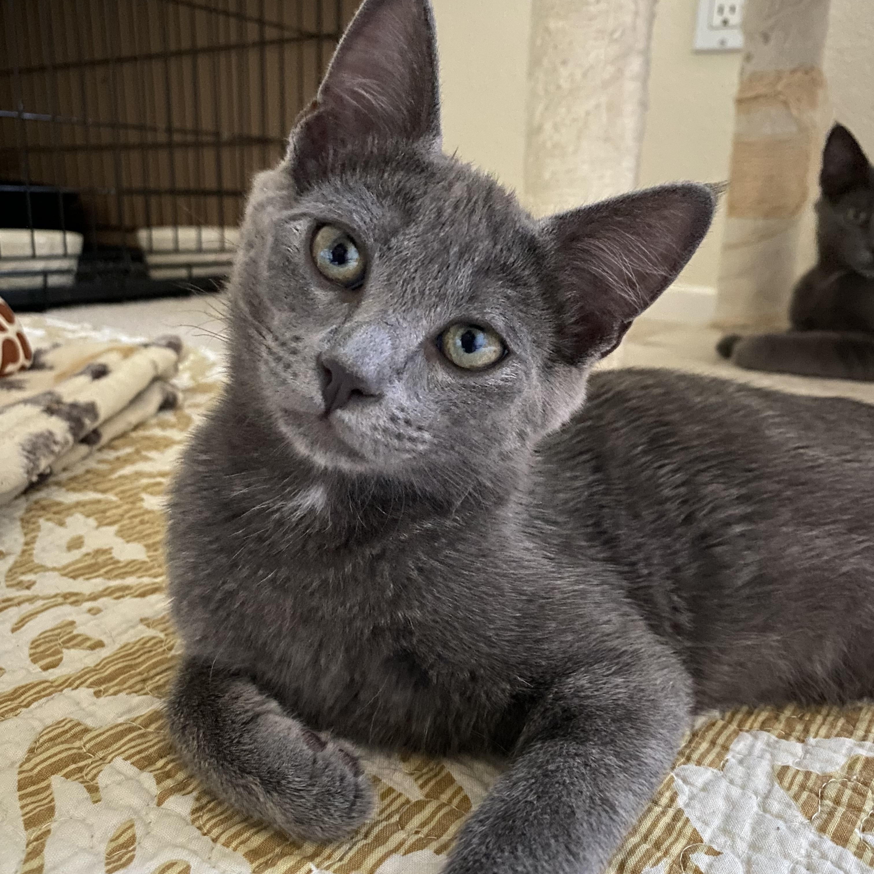 Prince (bonded with Sterling)