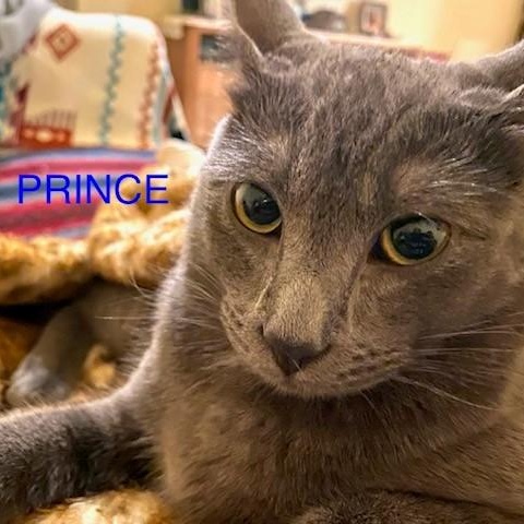 Prince (bonded with Sterling), Adoptable, Young Male Russian Blue.