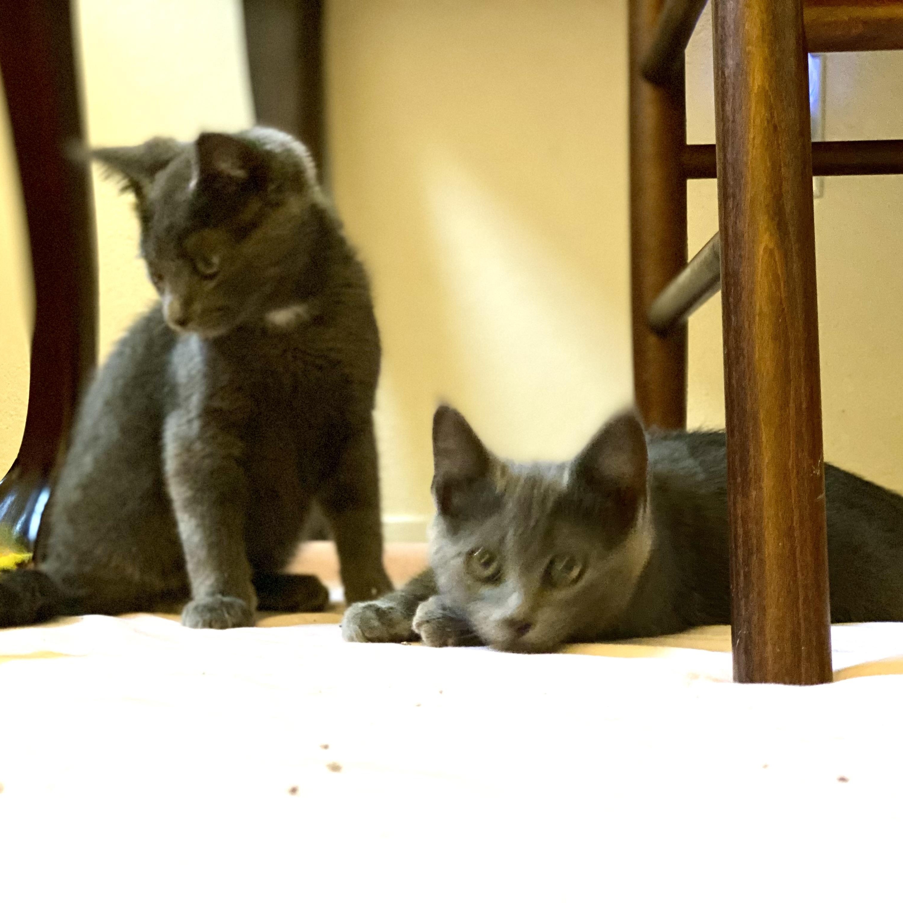Prince (bonded with Sterling), a Adoptable Russian Blue in Sacramento, CA image 3/6