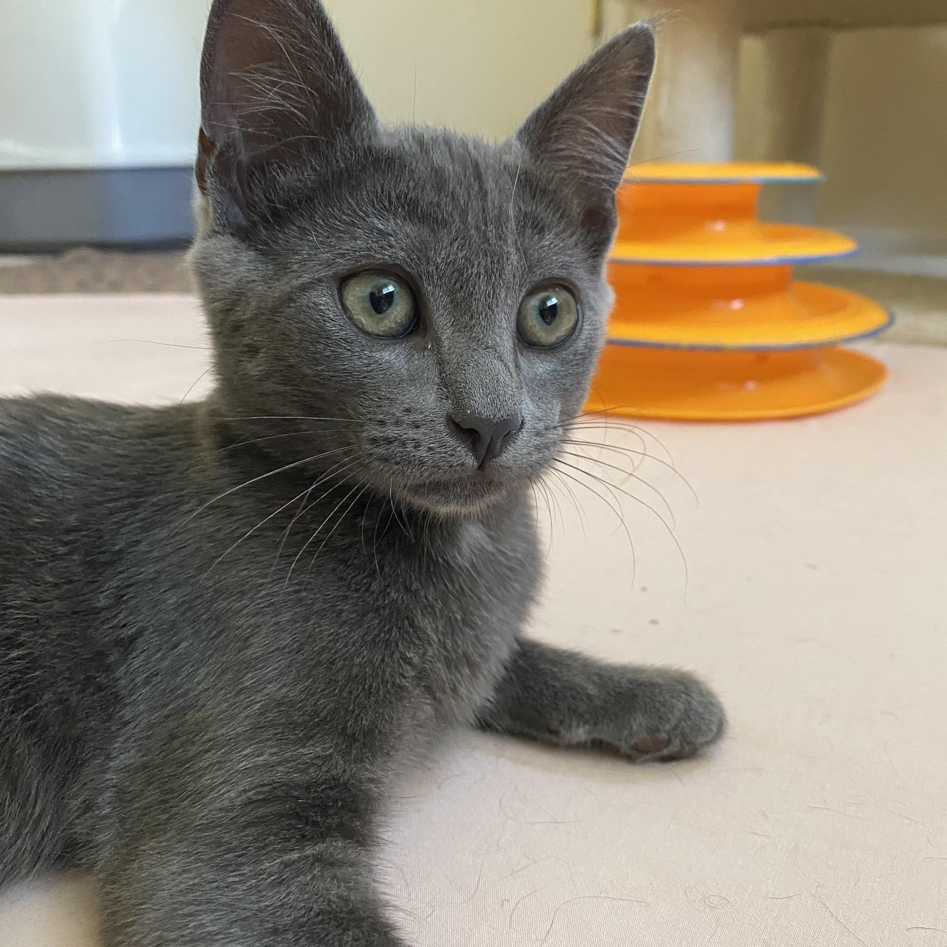 Prince (bonded with Sterling), a Adoptable Russian Blue in Sacramento, CA image 2/6