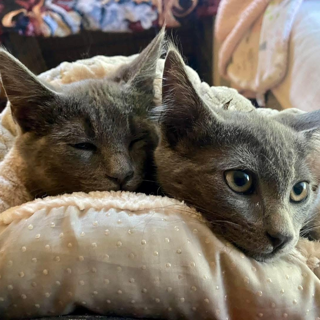 Prince (bonded with Sterling)