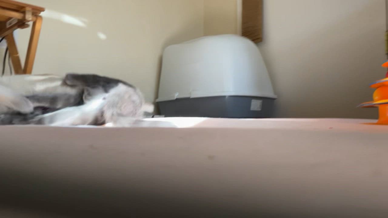 Enlarge Prince (bonded with Sterling), a Adoptable Russian Blue in Sacramento, CA video 4/6