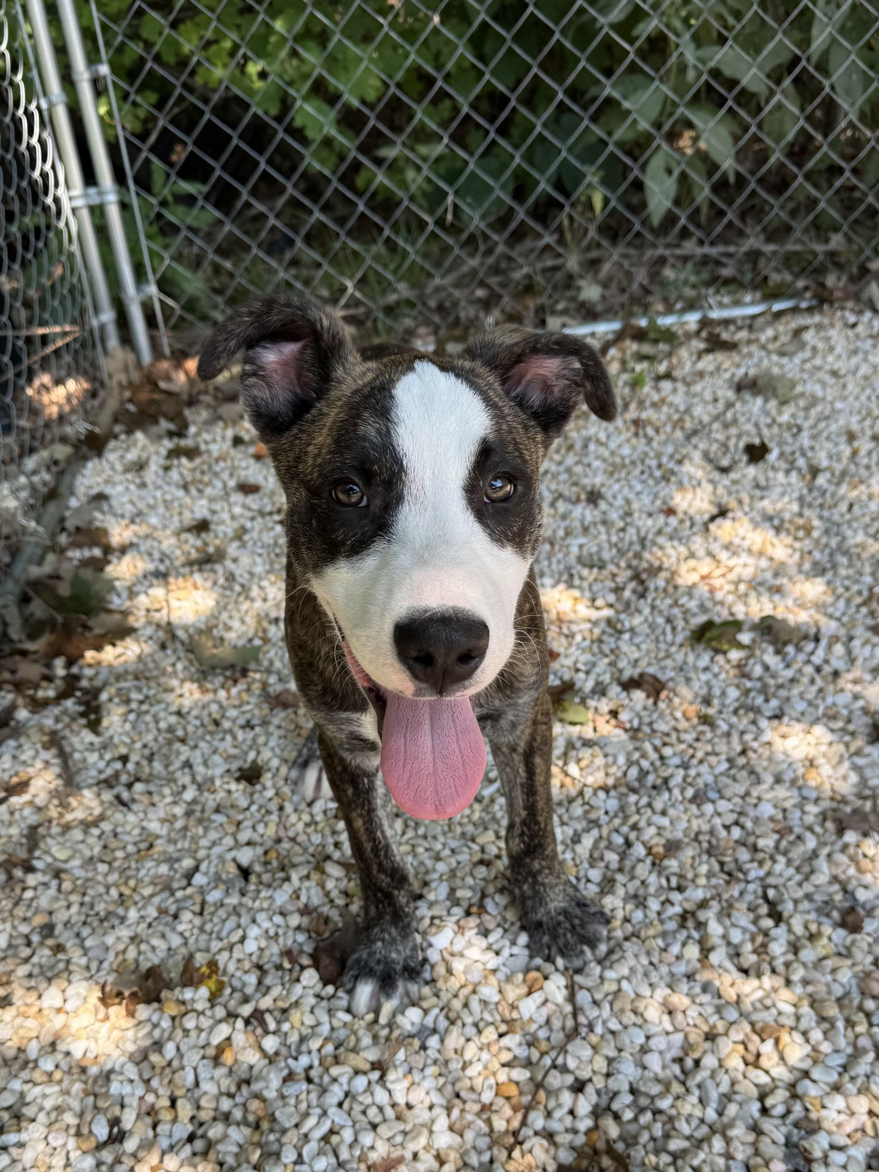 Gomez, Adoptable, Young Male Pit Bull Terrier.