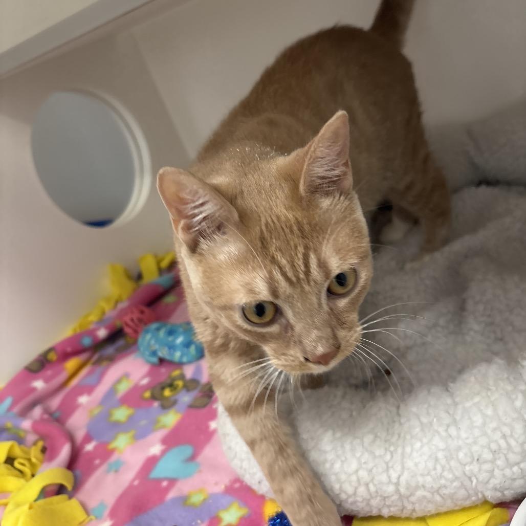 Enlarge Crush, a Adoptable Domestic Short Hair in Jupiter, FL image 1/6