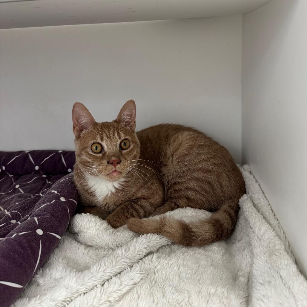 Enlarge Crush, a Adoptable Domestic Short Hair in Jupiter, FL image 2/6