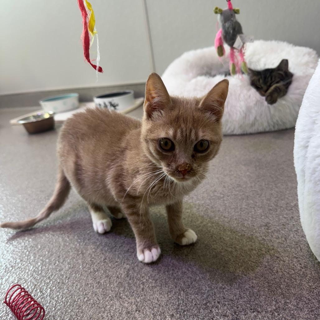 Enlarge Crush, a Adoptable Domestic Short Hair in Jupiter, FL image 3/6