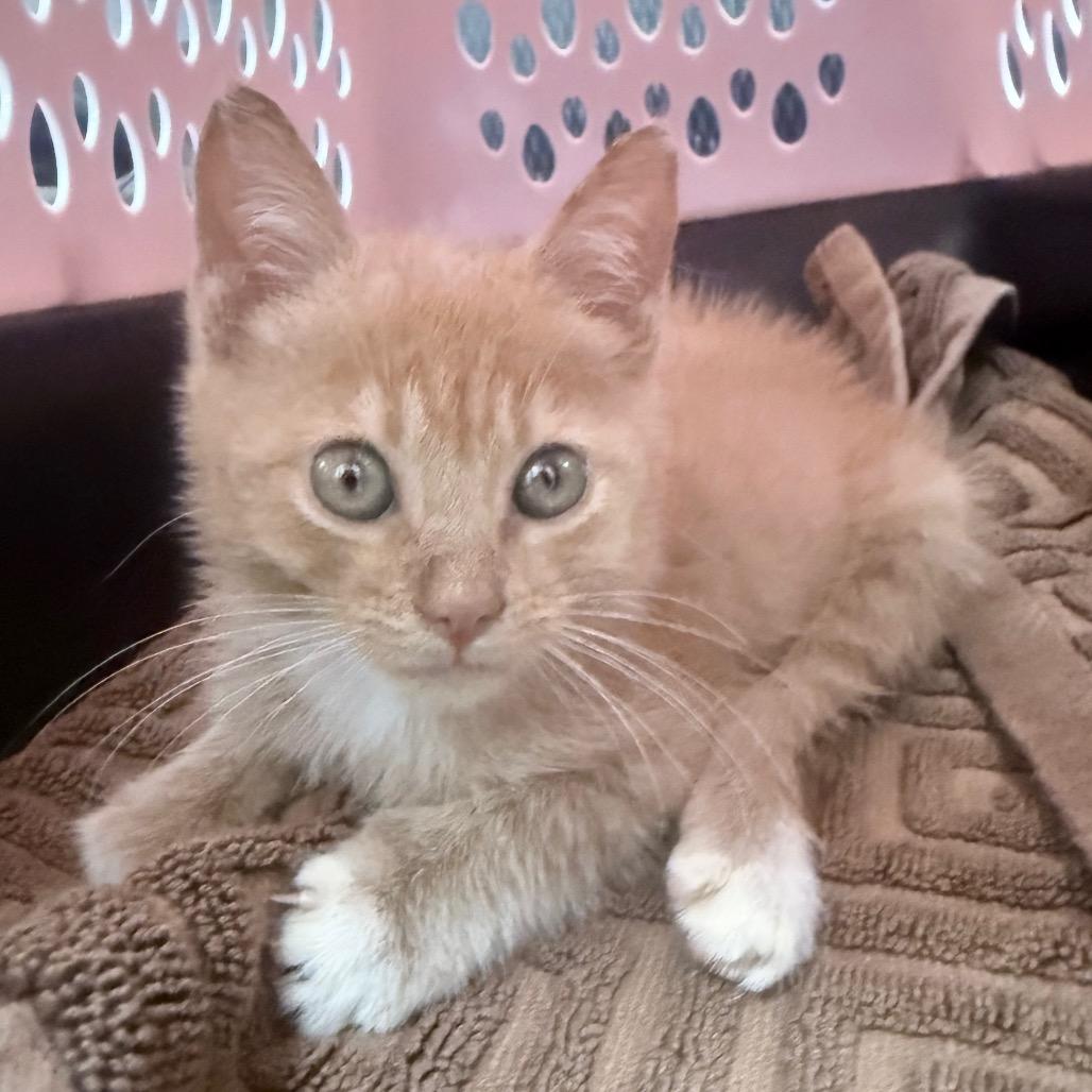 Enlarge Crush, a Adoptable Domestic Short Hair in Jupiter, FL image 5/6