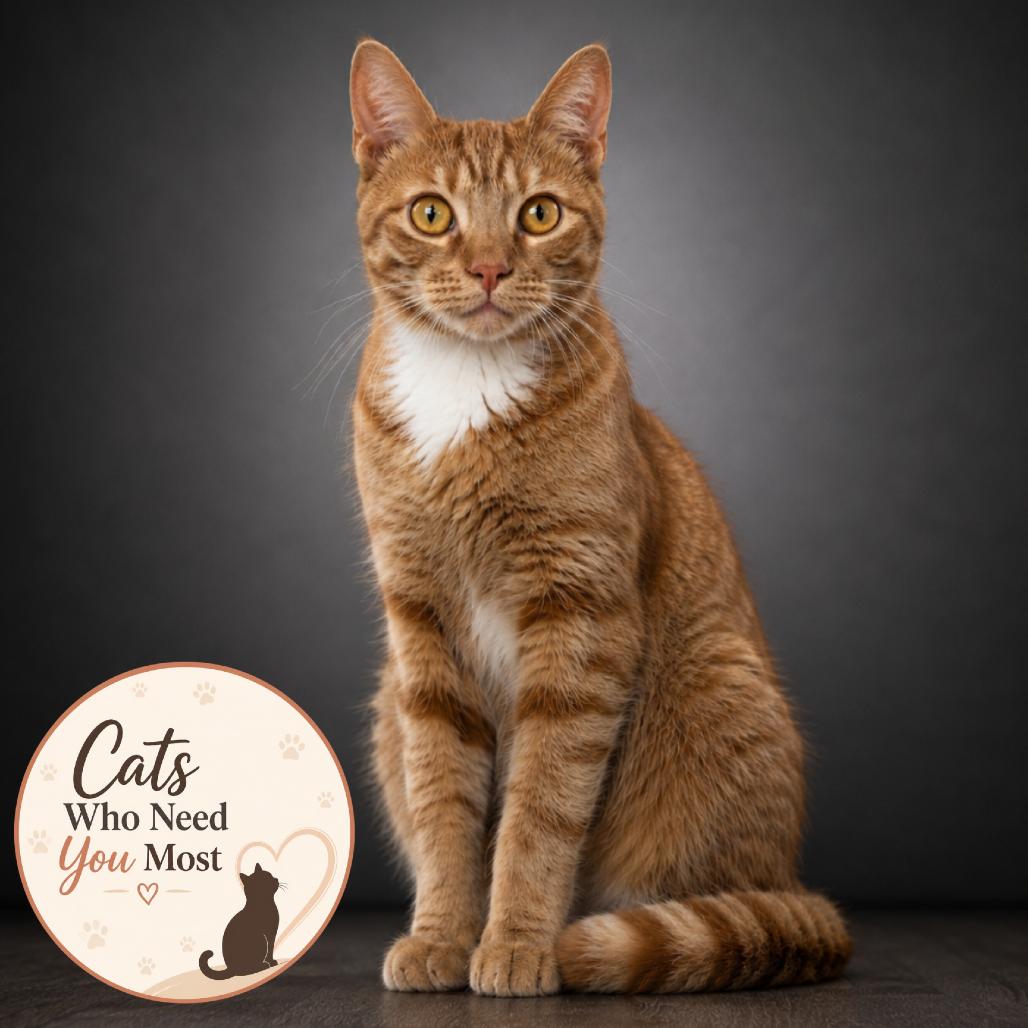 Enlarge Crush, a Adoptable Domestic Short Hair in Jupiter, FL image 6/6
