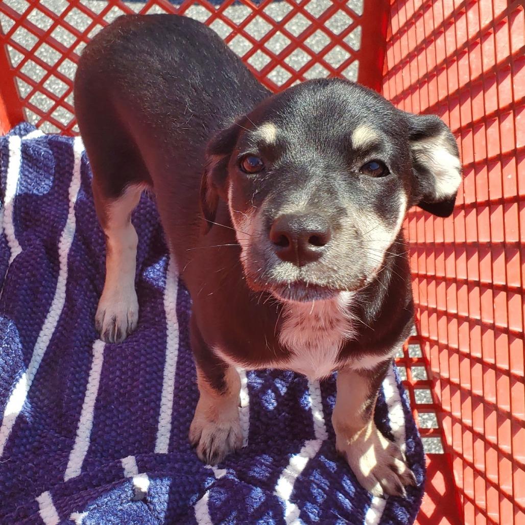 Enlarge Bonnie(The B Litter), a Adoptable Mixed Breed in Lenoir, NC image 1/3