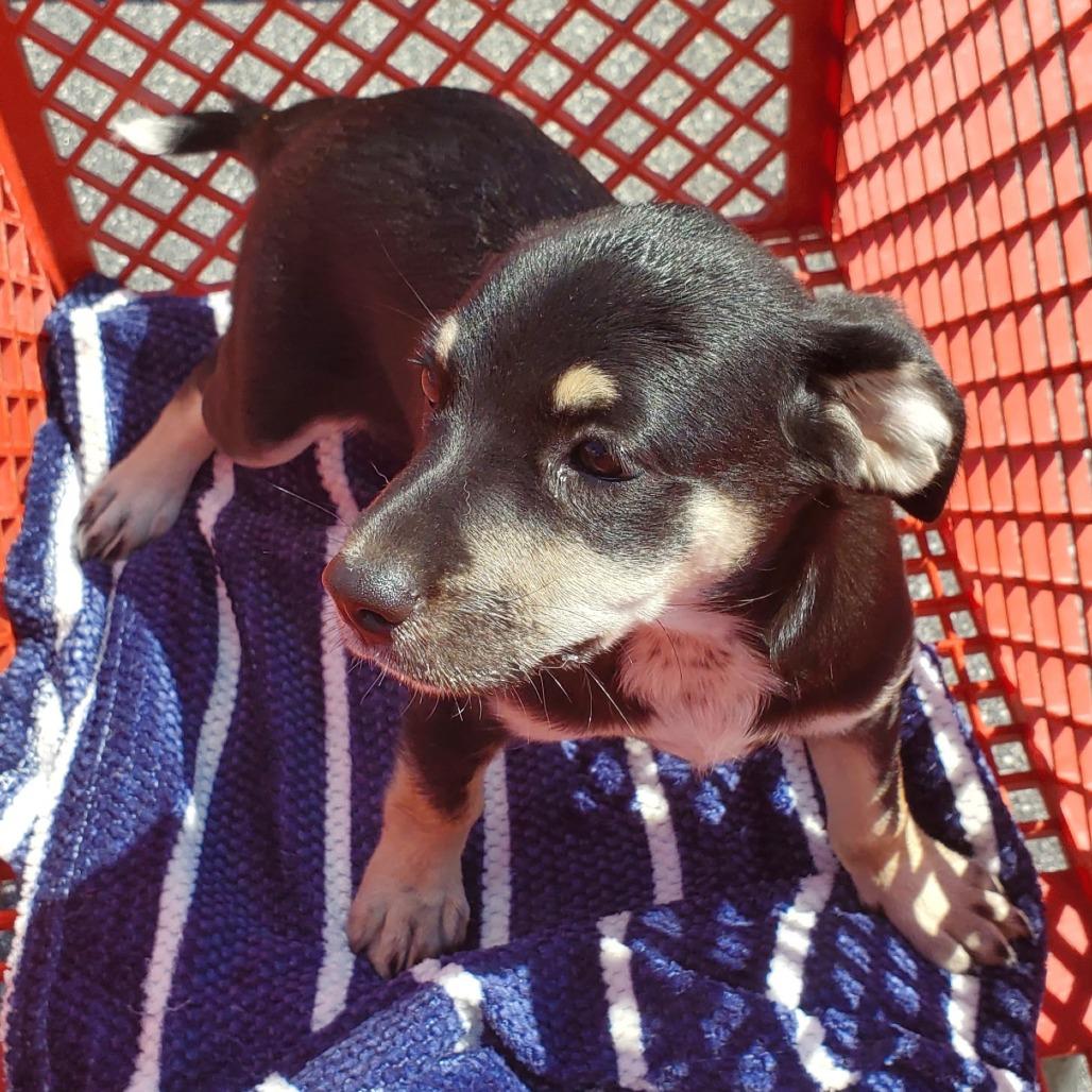 Enlarge Bonnie(The B Litter), a Adoptable Mixed Breed in Lenoir, NC image 2/3