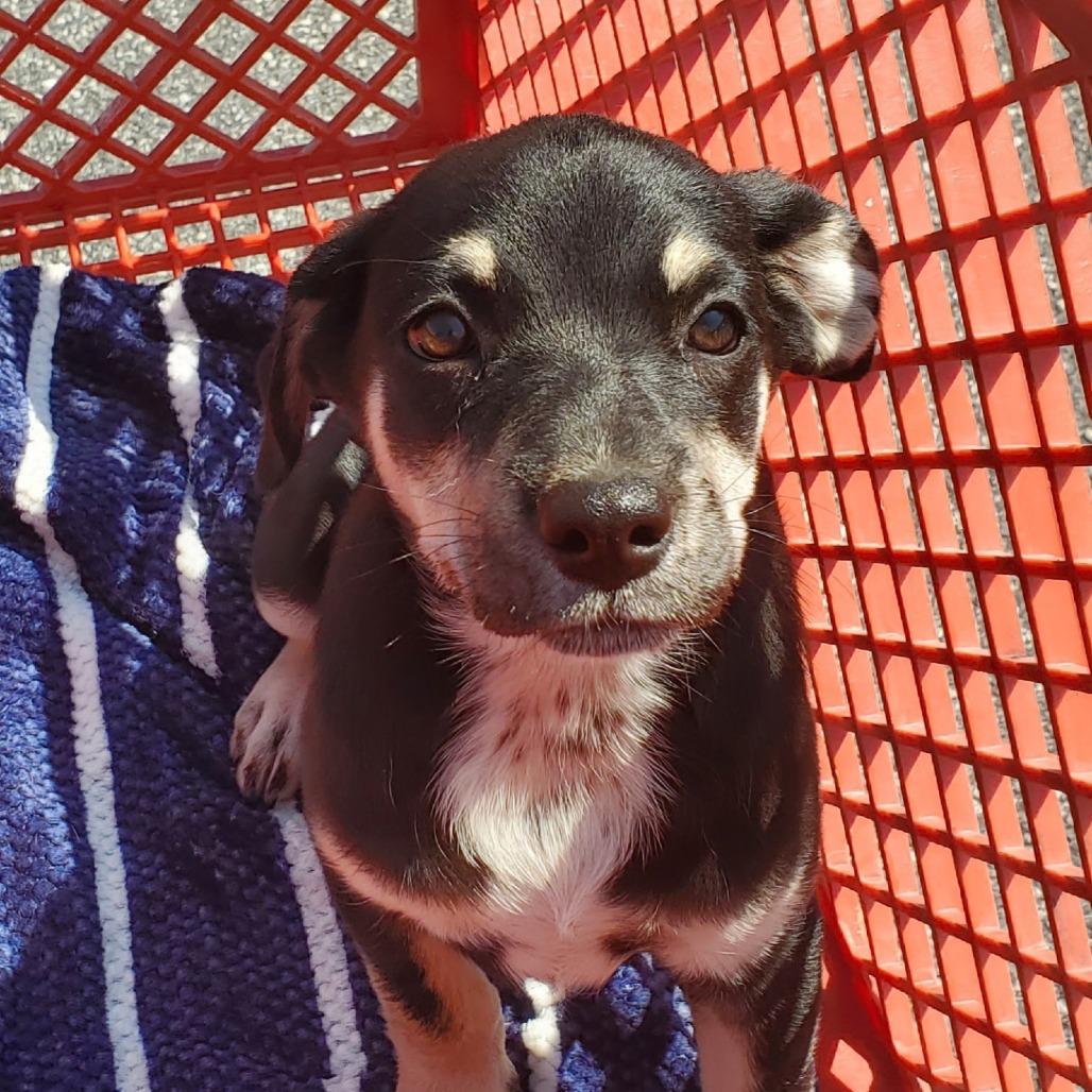 Enlarge Bonnie(The B Litter), a Adoptable Mixed Breed in Lenoir, NC image 3/3
