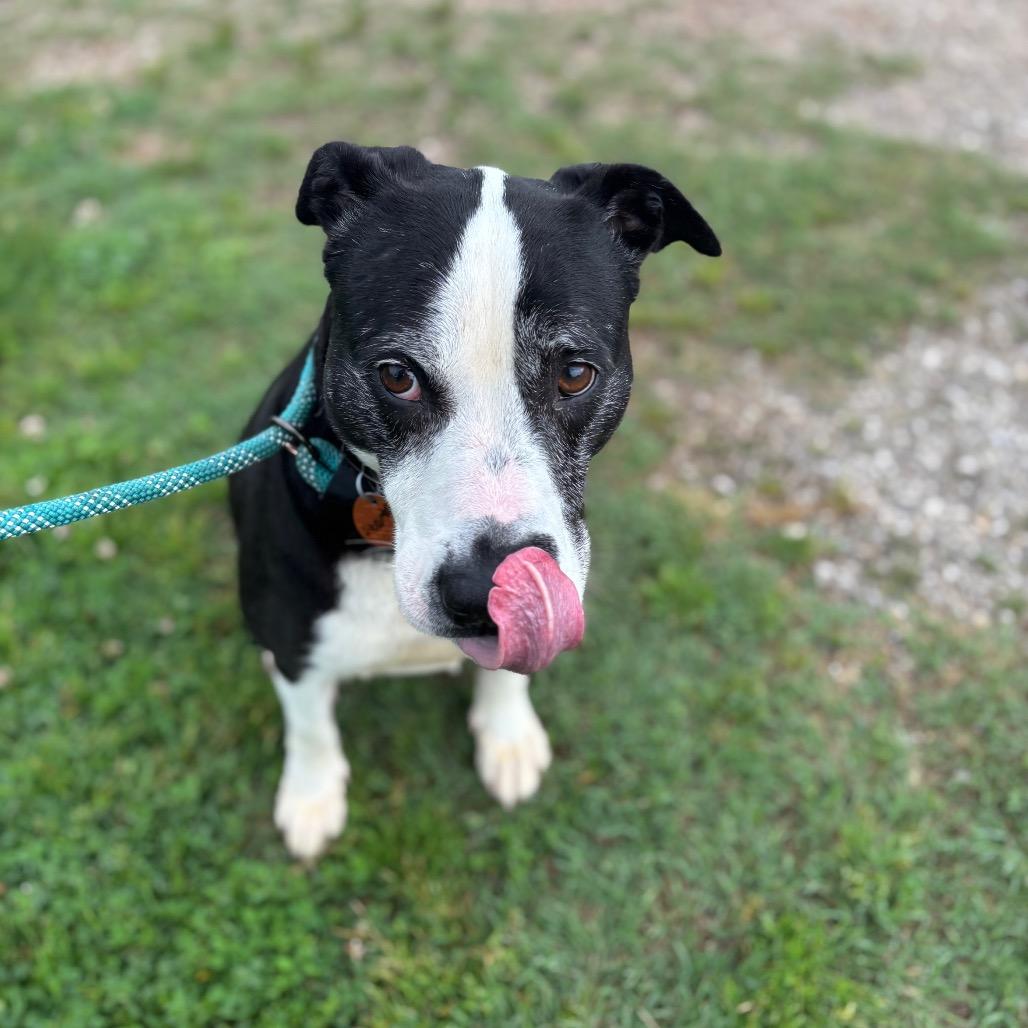 Enlarge Starla, a Adoptable mixed breed in Springfield, MO image 1/6