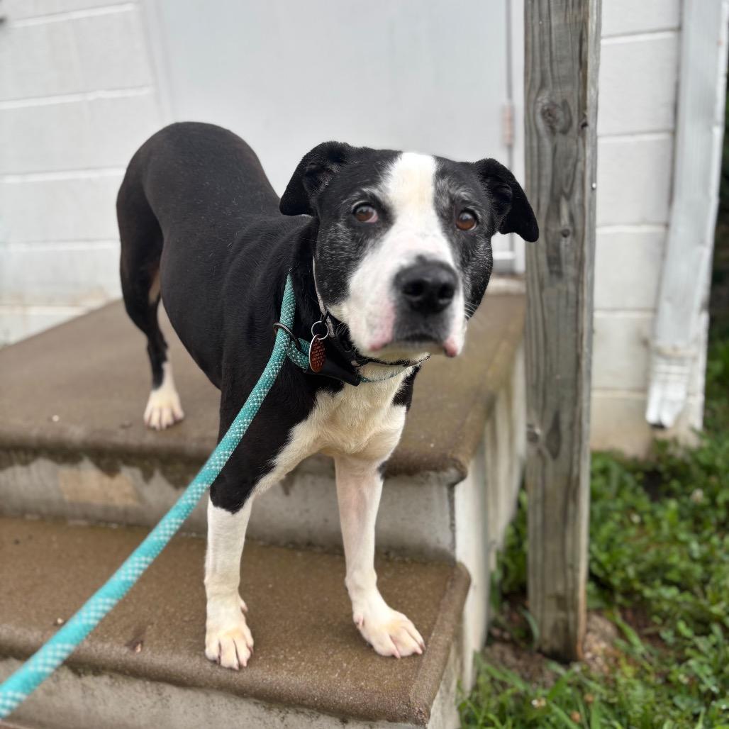 Enlarge Starla, a Adoptable mixed breed in Springfield, MO image 2/6