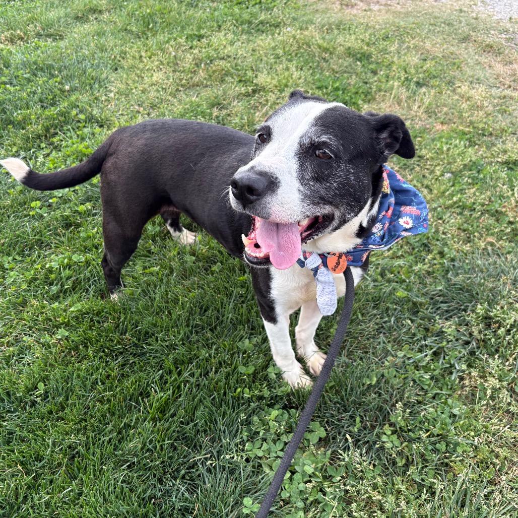 Enlarge Starla, a Adoptable mixed breed in Springfield, MO image 3/6