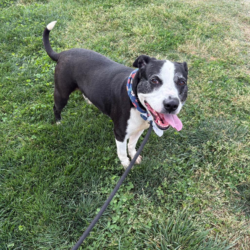 Enlarge Starla, a Adoptable mixed breed in Springfield, MO image 4/6