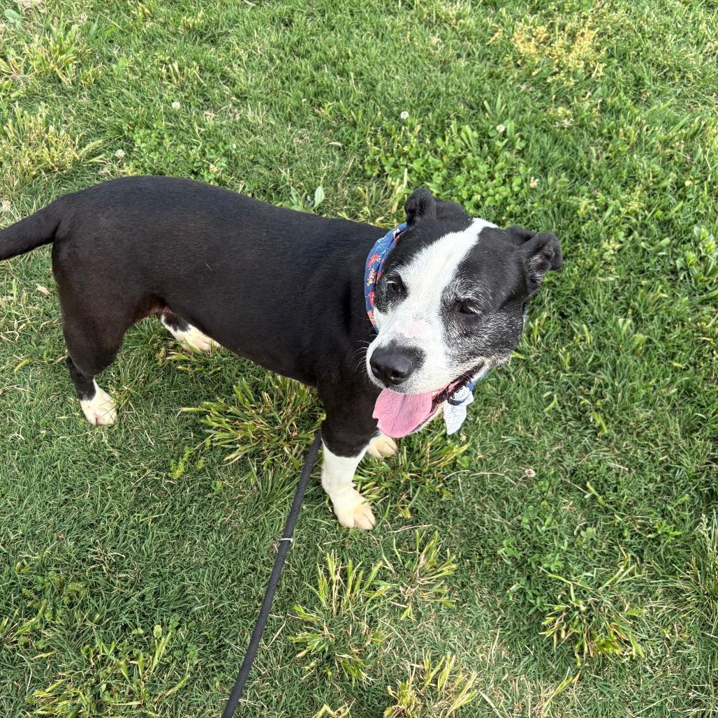 Enlarge Starla, a Adoptable mixed breed in Springfield, MO image 5/6