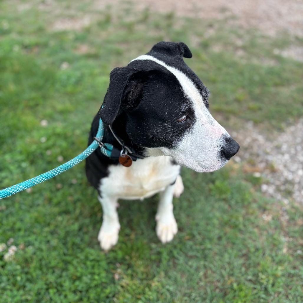 Enlarge Starla, a Adoptable mixed breed in Springfield, MO image 6/6