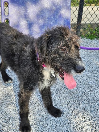 Enlarge Stella, a Adoptable mixed breed in Cincinnati, OH image 1/1