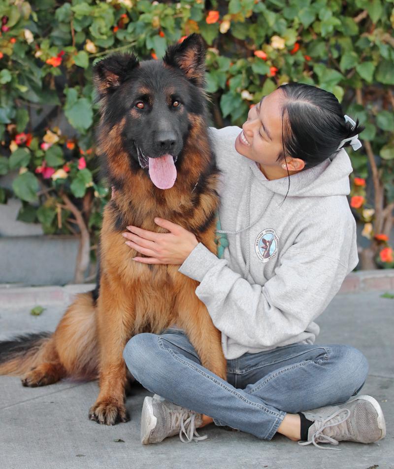 Pascal von Perkam , a ADOPTABLE German Shepherd Dog in Los Angeles, CA image 2/5