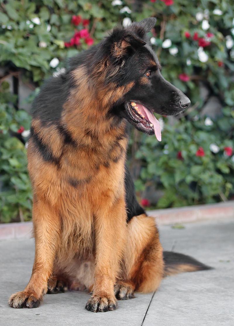 Pascal von Perkam , a ADOPTABLE German Shepherd Dog in Los Angeles, CA image 3/5