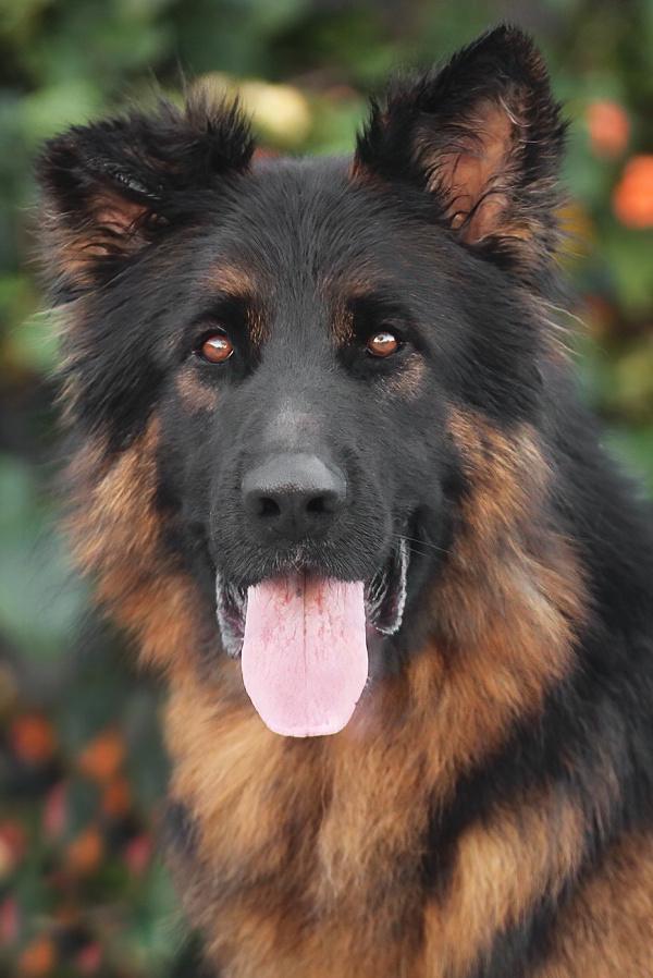 Pascal von Perkam , ADOPTABLE, Young Male German Shepherd Dog.
