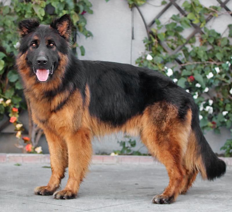 Pascal von Perkam , a ADOPTABLE German Shepherd Dog in Los Angeles, CA image 5/5