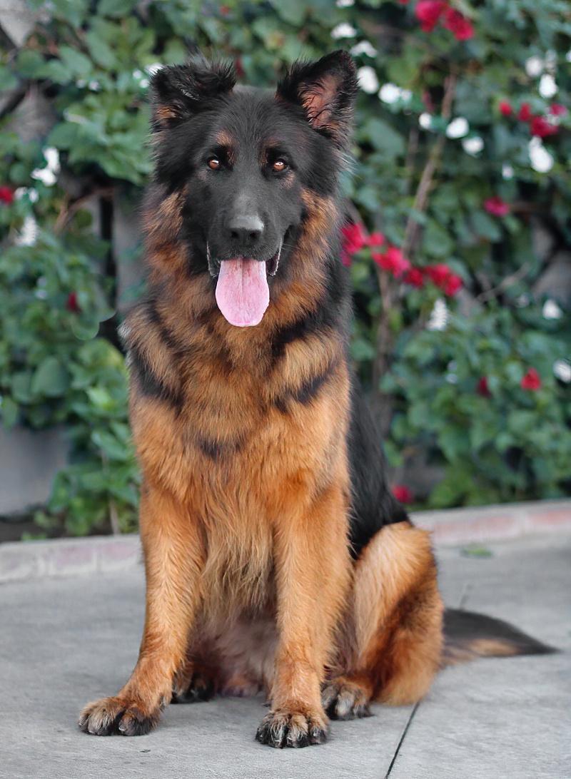 Pascal von Perkam , a ADOPTABLE German Shepherd Dog in Los Angeles, CA image 4/5