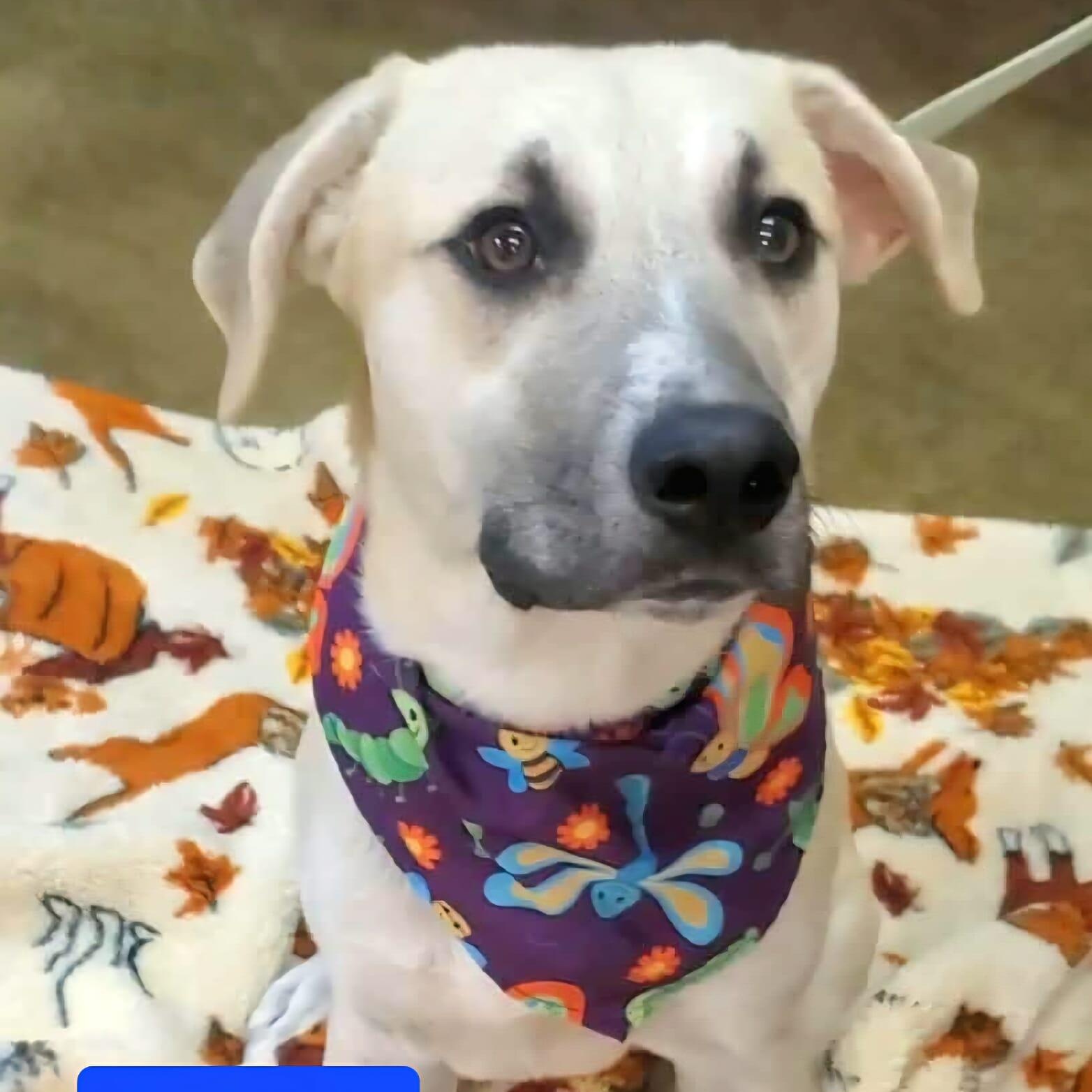 Twizzler, Adoptable, Young Male Mixed Breed.