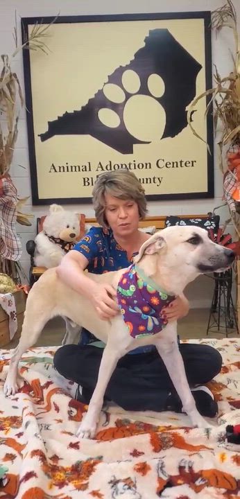 Enlarge Twizzler, an adopted Mixed Breed in Woolwich, ME video 2/2
