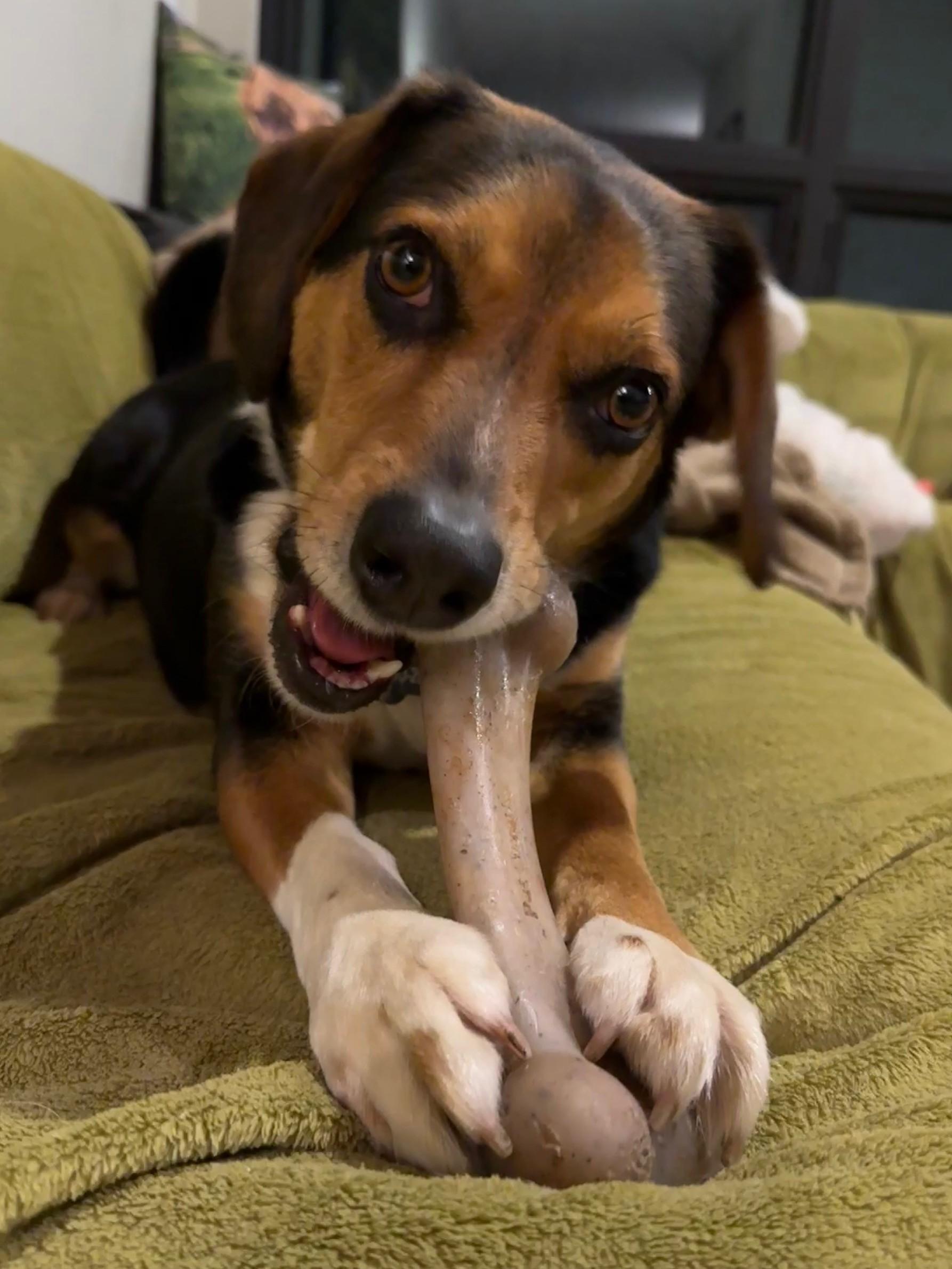 Enlarge Yoshi, a ADOPTABLE mixed breed in Mount Prospect, IL image 4/6