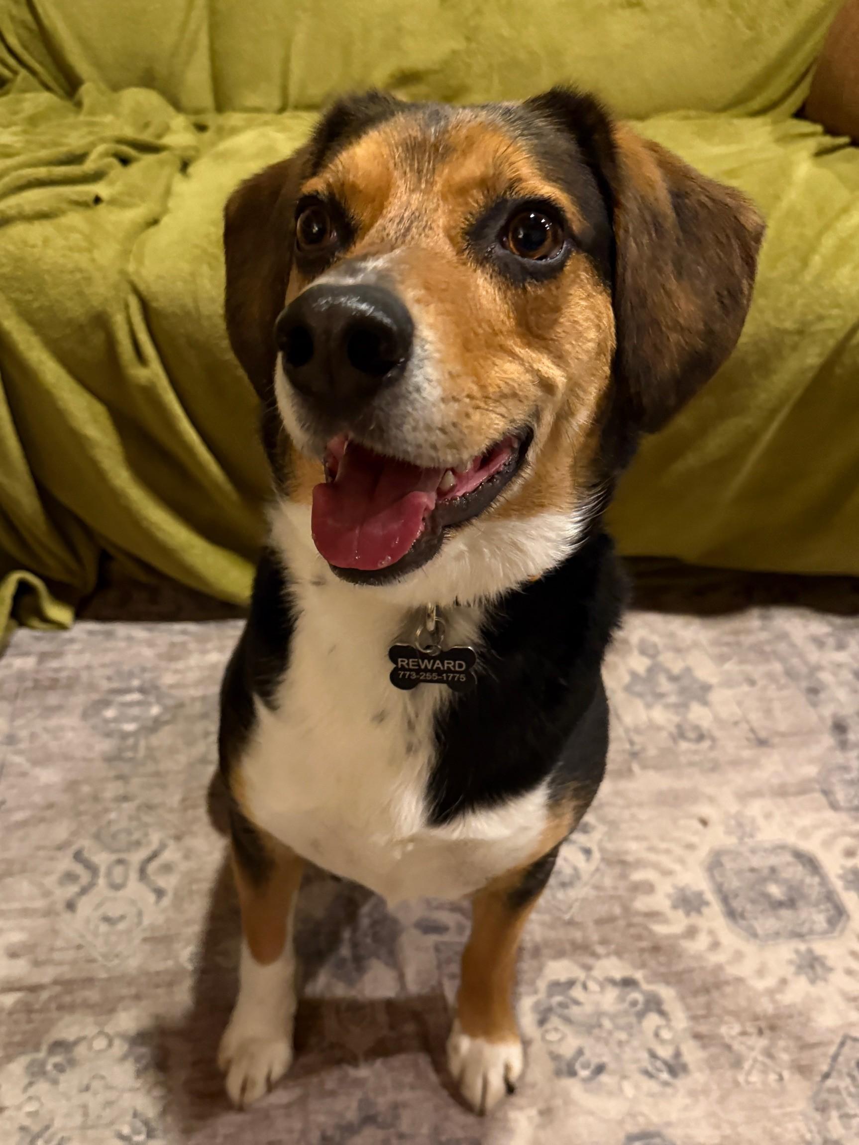 Enlarge Yoshi, a ADOPTABLE mixed breed in Mount Prospect, IL image 2/6