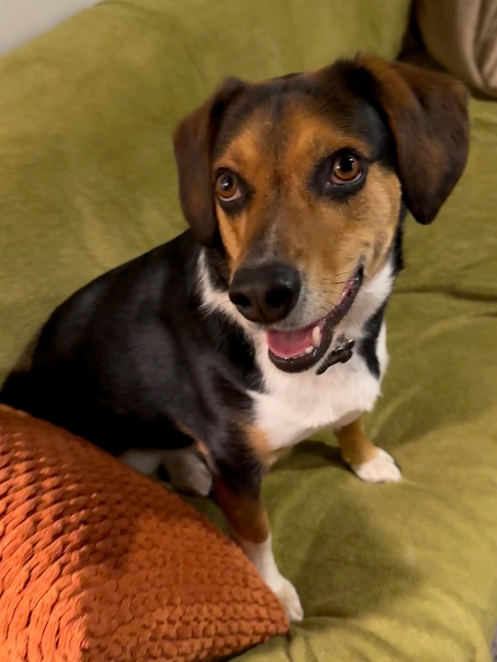 Yoshi, ADOPTABLE, Adult Male Hound.