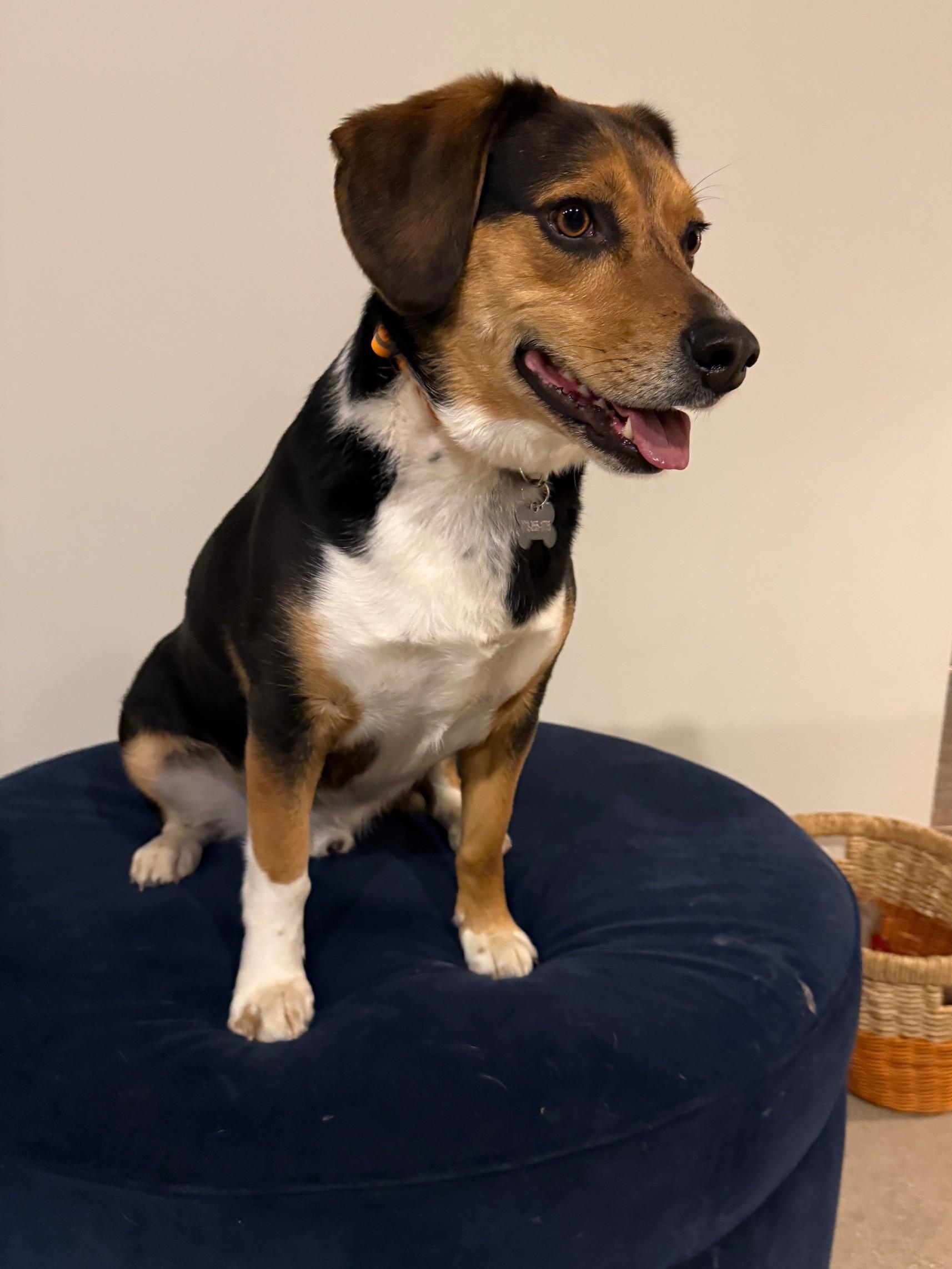 Enlarge Yoshi, a ADOPTABLE mixed breed in Mount Prospect, IL image 5/6