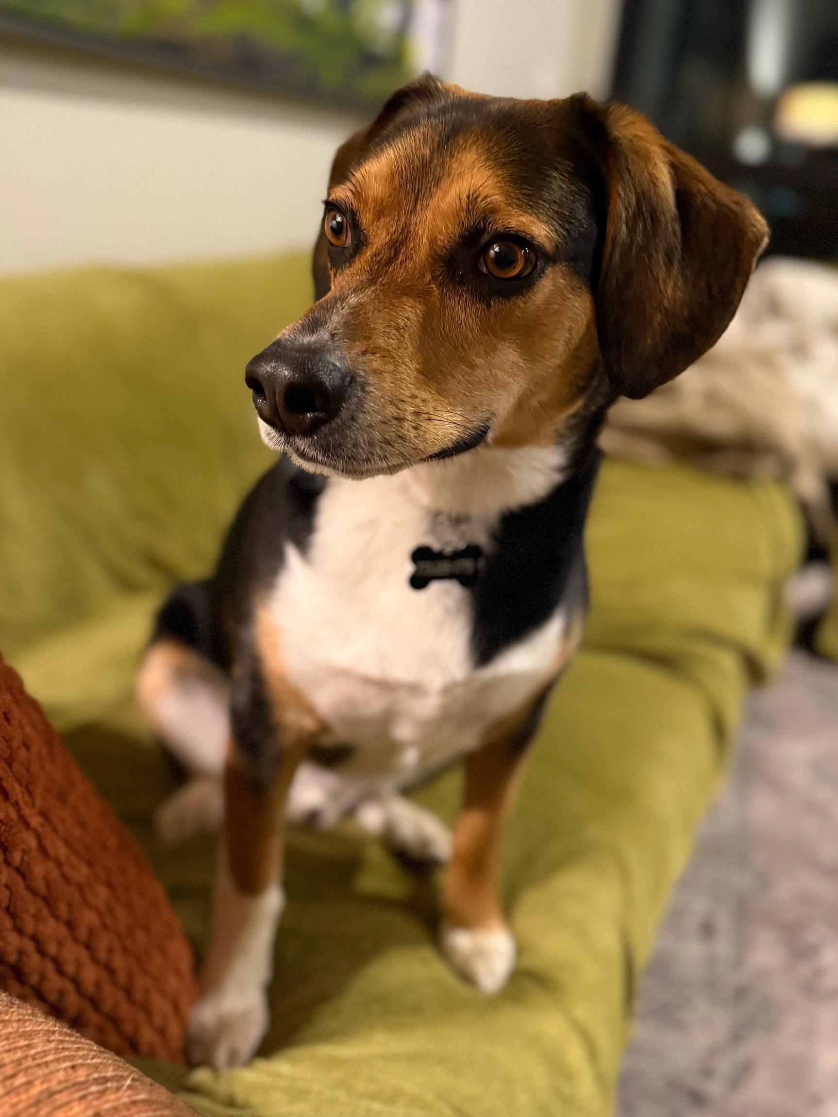 Enlarge Yoshi, a ADOPTABLE mixed breed in Mount Prospect, IL image 3/6