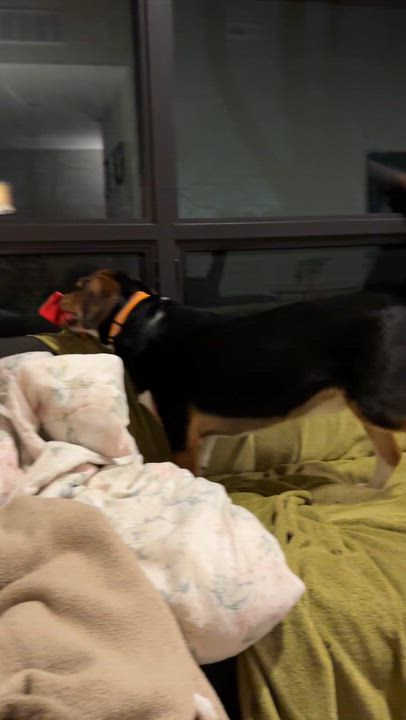 Enlarge Yoshi, a ADOPTABLE mixed breed in Mount Prospect, IL video 6/6