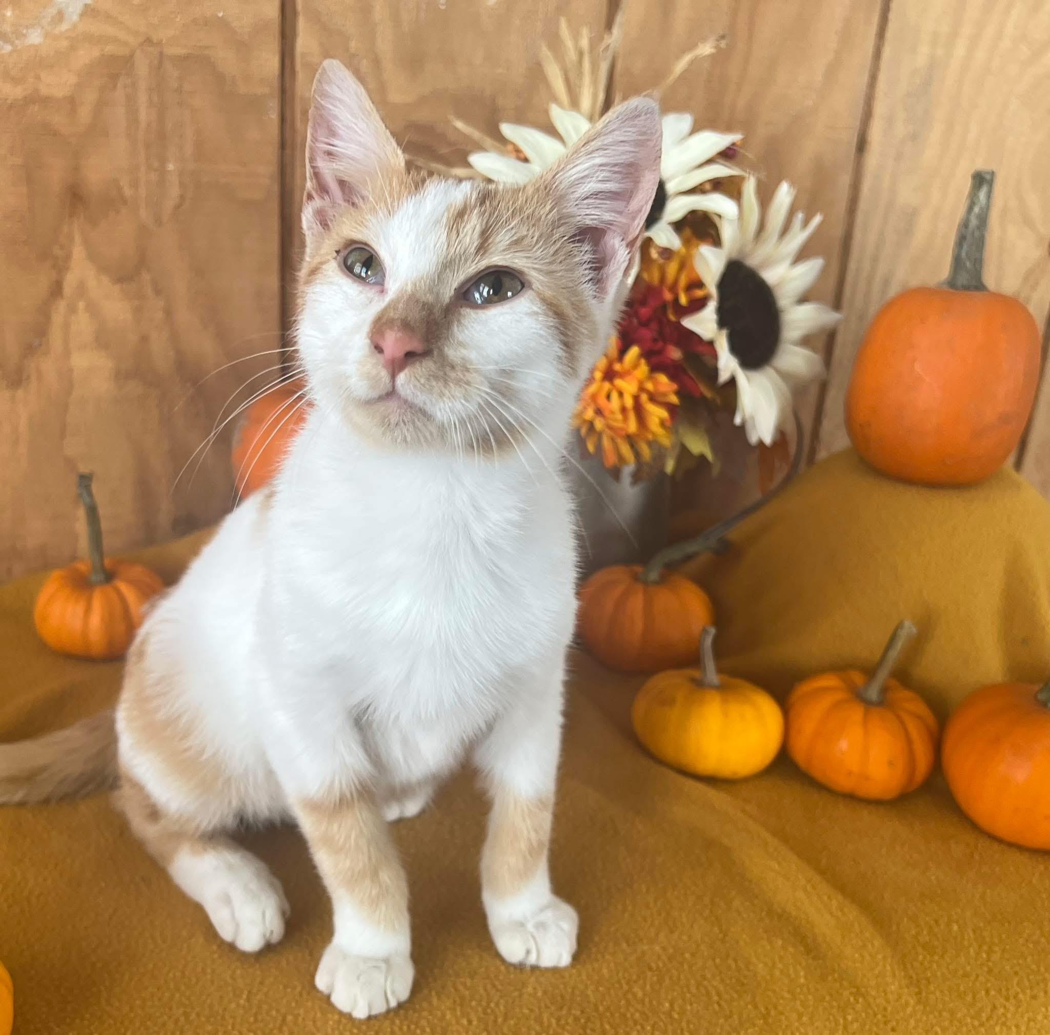 Enlarge Mango, a Adopted Domestic Short Hair in Sullivan, MO image 1/2