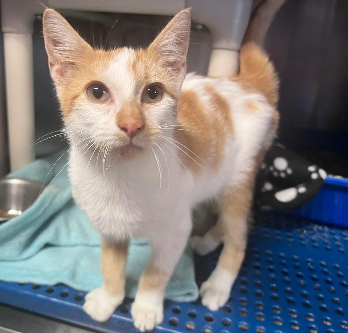 Enlarge Mango, a Adopted Domestic Short Hair in Sullivan, MO image 2/2